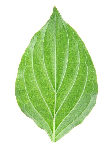 Premium Photo Green Leaf On White Background Isolated