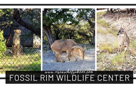 FOSSIL RIM WILDLIFE CENTER-GLEN ROSE, TEXAS