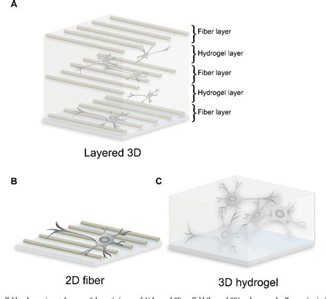 Figure From Novel Method To Produce A Layered D Scaffold For Human