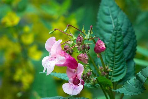 Himalayan Balsam — Envirico