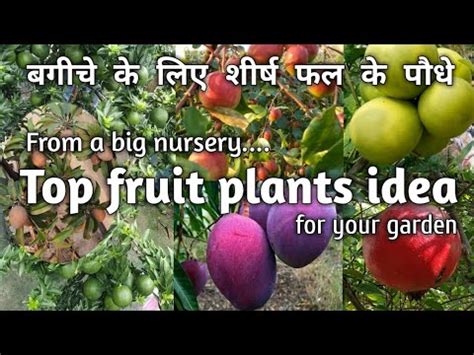 Best Fruit Plants To Grow At Home Fruit Plants In Pots Youtube