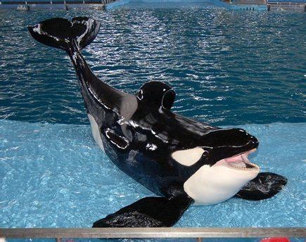 Kyuquot - Orca Pod Wiki