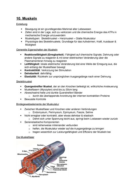 V10 U 11 Muskelgewebe Bau Und Funktion 1 10 Muskeln Einleitung