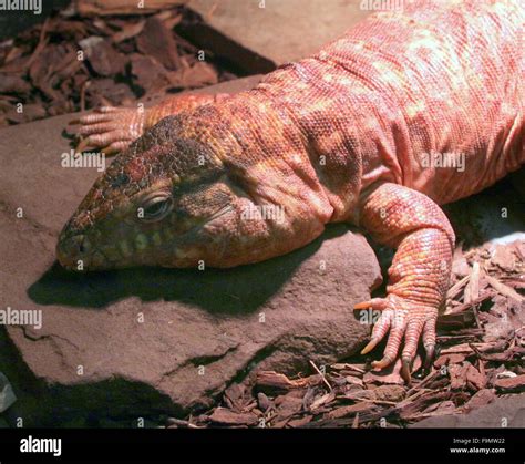 Argentine Giant Red Tegu Lizard Tupinambis Rufescens Salvator