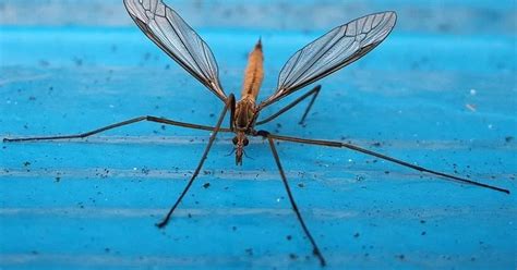 Sex Crazed Daddy Long Legs Invasion Is On The Way Heres How To Keep