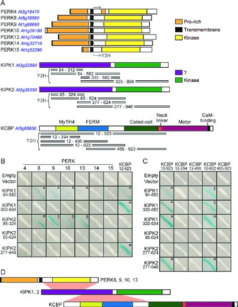 Yeast Two Hybrid Analyses For Protein Protein Interactions Between The