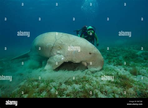 Dugong Fotos und Bildmaterial in hoher Auflösung Seite 3 Alamy