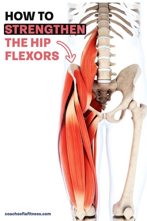 4 Powerful Hip Flexor Strengthening Exercises With Pdf Hip Flexor