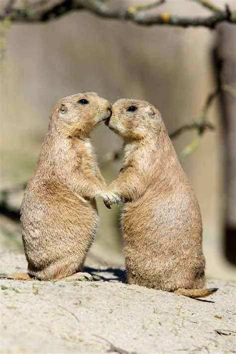 Love in the wild