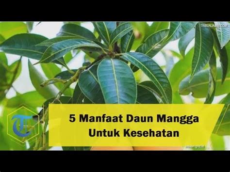 Temukan Manfaat Tersembunyi Tanaman Mangga Yang Jarang Diketahui