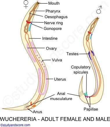 Wuchereria bancrofti- Habitat, Morphology and Life Cycle