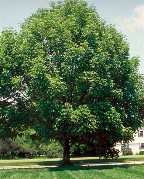 Fraxinus Americana Autumn Applause Baum Des Jahres Mensch Und