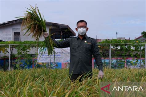 Produksi Padi Di Provinsi Kalbar Hingga April 2022 Sudah Capai 810 416