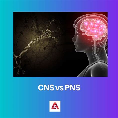 CNS Vs PNS Difference And Comparison