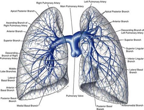 Lung Vasculature Anatomy