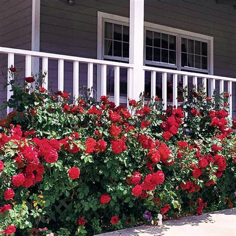 Double Red Simplicity® Hedge Rose for Sale at Jackson and Perkins