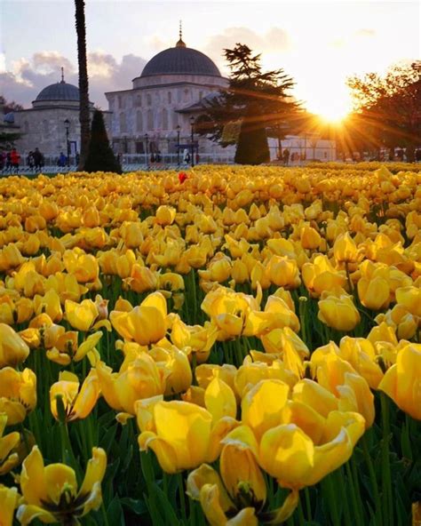 Istanbul Turquía Una alfombra de tulipanes amarillos con la Mezquita