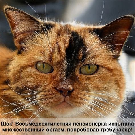 ножницы для стрижки когтей у кошек — Postimages