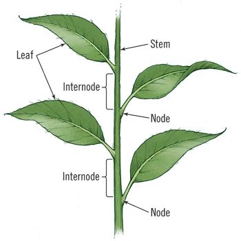 Get Plant Node Diagram PNG | Jaluko Diagram