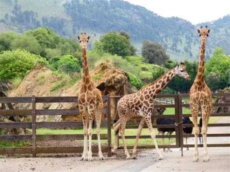 La Tercera Jirafa Ya Est En Cab Rceno Parque De La Naturaleza De