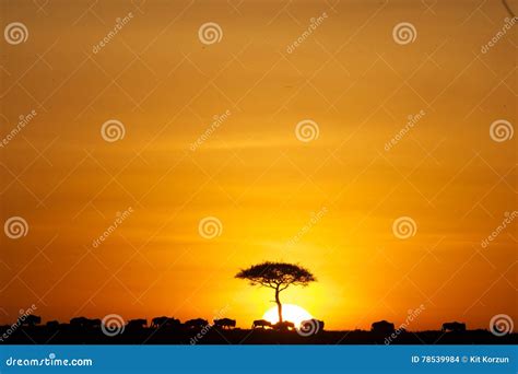 Sunset from Lion King stock photo. Image of wildlife - 78539984