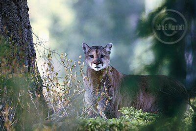 Cougar Conservation in British Columbia and Alberta – Canadian Wildlife ...