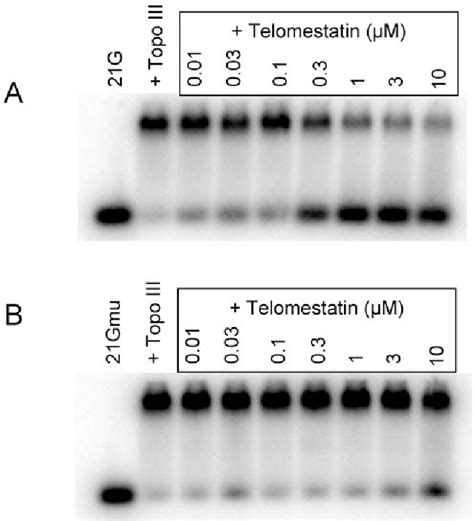 Figure 3 From The G Quadruplex Ligand Telomestatin Impairs Binding Of