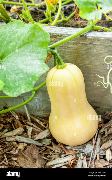 Mature Butternut Squash Looks Like Telegraph