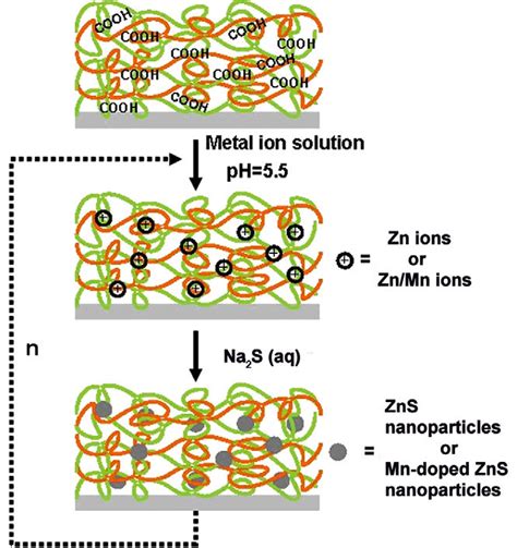 Scheme In Situ Synthesis Of Pure And Mn Doped Zns Nanoparticles In