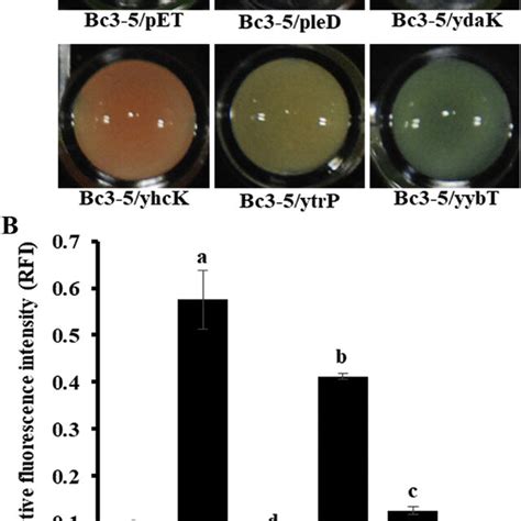 Verification Of Heterogeneously Expressed Putative Dgcs In E Coli Bl21