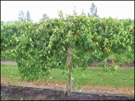 Passionfruit Vines Infected With Fusarium Wilt Caused By Fusarium