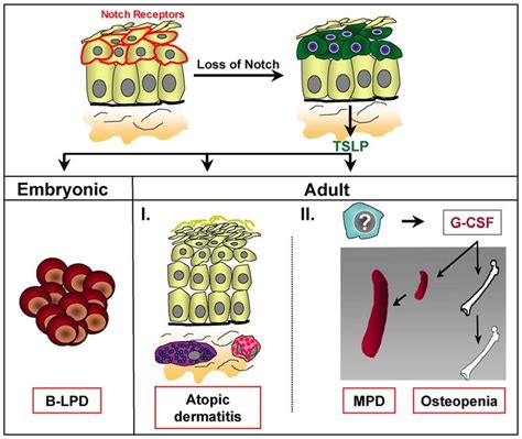 Model For The Role Of Notch Signaling In Adult Skin And How Its Loss