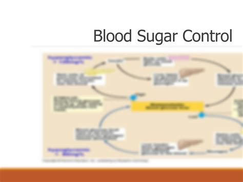 Solution Endocrine Anatomy Studypool