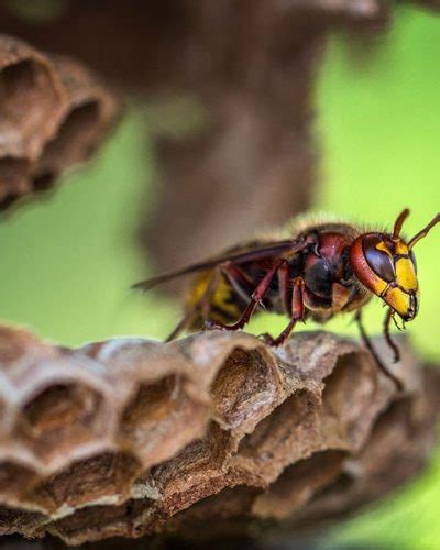 Wasp Control Brisbane Packages Available Bruin Pest Management