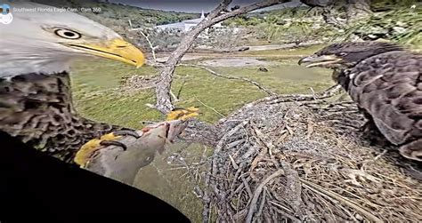 M15 Brings In A Fish E23 60 Days Old 360 Cam View SWFL Eagle Cam