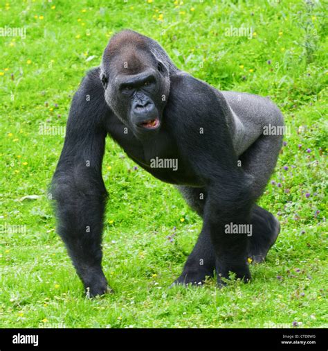 Close Up Of Gorilla Gorilla Gorilla Gorilla Adult Male Western