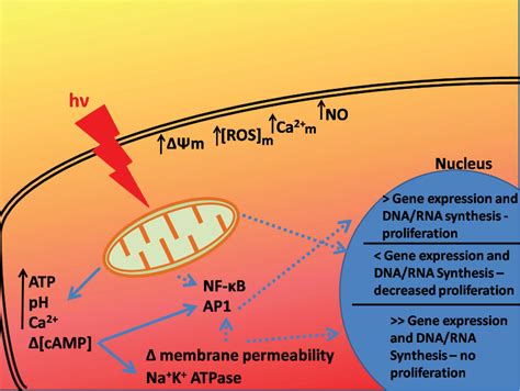 Figure 1 From Proposed Mechanisms Of Photobiomodulation Or Low Level