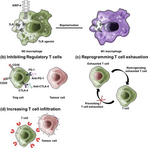 Schematic Of Tumor Microenvironment Reprogramming With Biomaterials A Download Scientific