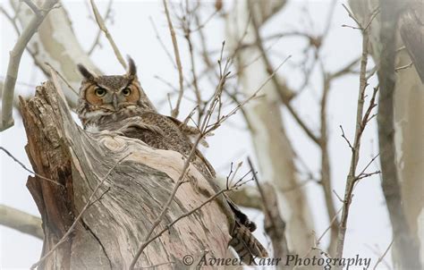 Mama Great Horned Owl Photograph By Avneet Kaur Fine Art America