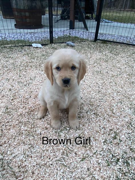 Sunnyside Goldens Golden Retriever Puppies For Sale In Gibsonburg Oh