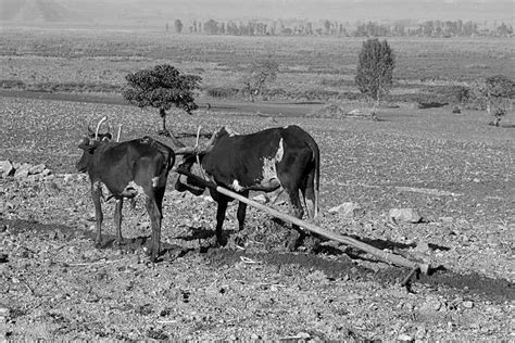 Ploughshare Farm Stock Photos Pictures And Royalty Free Images Istock