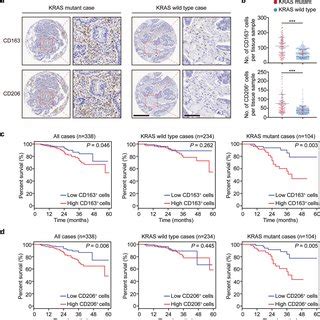 Kras Mutation Positively Correlates With Tams In Crc A Immunostaining