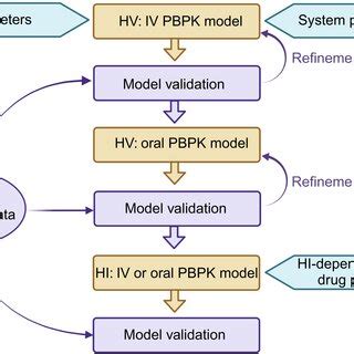 General Workflow Of Development And Validation Of A Pbpk Model In Hv