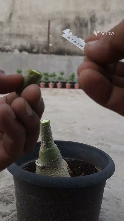 Adenium Grafting Youtube