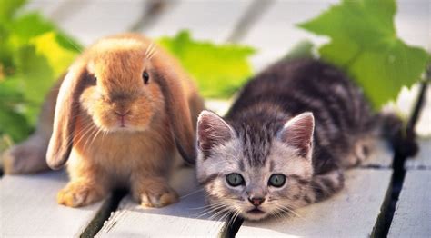 Do Cats And Rabbits Get Along Lovecats World