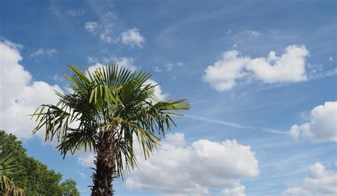 Premium Photo Palm Tree Over Blue Sky