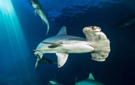 Hammerhead shark spotted in Irish waters for the first time ever - Extra.ie