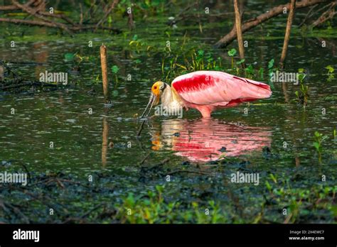 Usa Louisiana Evangeline Parish Roseate Spoonbill Feeding In Swamp