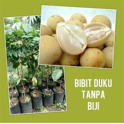 Jual Bibit Tanaman Buah Duku Non Biji Bibit Pohon Duku Tanpa Biji Di