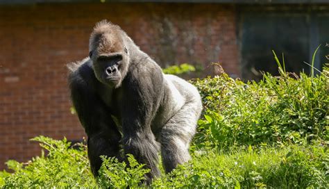 Paignton Zoo Visit Plymouth